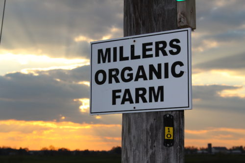 Goat Milk – FRESH – Glass – Amos Miller Organic Farm