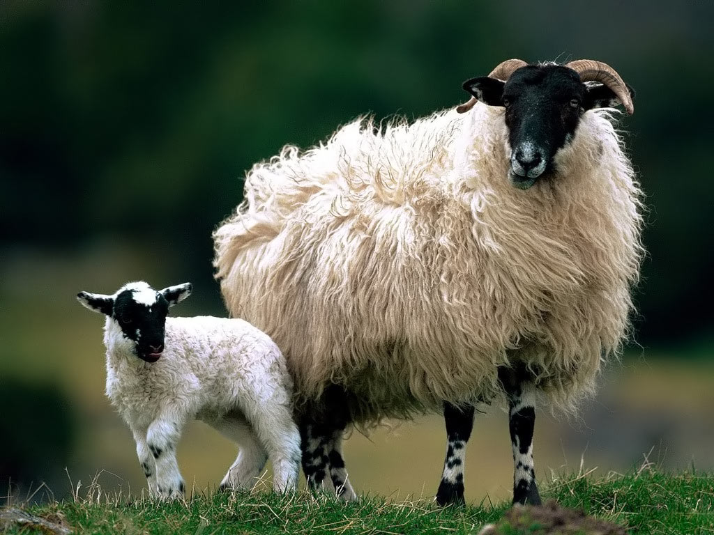 Pastured Lamb