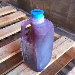 Cold Pressed Grape Juice – 1/2 gal