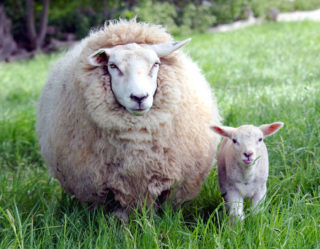 Lamb & Goat & Sheep
