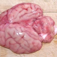 Buffalo Brains – per 1/2 lb