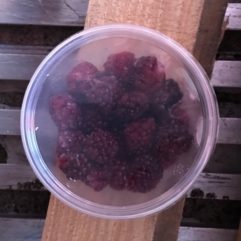 Blackberries – frozen – PINT