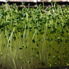 Broccoli Sprouts – Organic – Universal Living Sprouts*