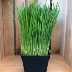Pet Pot – Wheatgrass – Organic – Universal Sprouts*