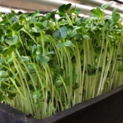 Radish Sprouts – Organic – Universal Living Sprouts*