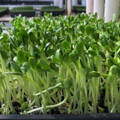 Sunflower Sprouts – Organic – Universal Living Sprouts*