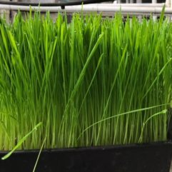 Wheatgrass – Organic – Universal Living Sprouts*