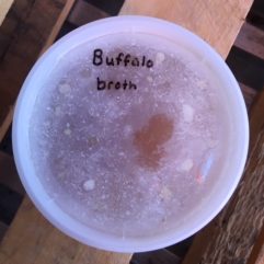 Buffalo Broth