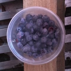 Blueberries – frozen – PINT