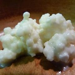 Kefir Grains – HEIRLOOM – per Tbs