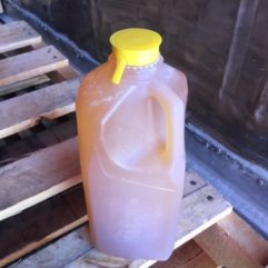 Raw Pear Cider