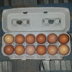 Pullet Eggs – Soy&Corn-free – per dz