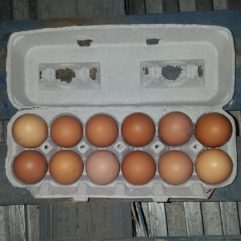 Pullet Eggs-Soy&Corn-free & unwashed