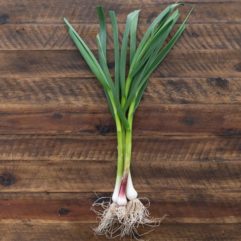 Fresh Spring Garlic – per bunch