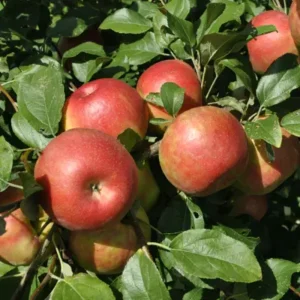 Local Honey Crisp Apples - per lb