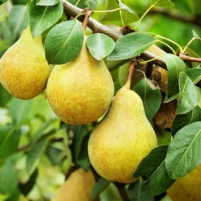 Local Bartlett Pears – per lb