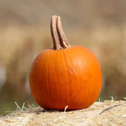 Fresh Small Pumpkin – per lb