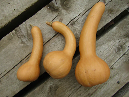 Fresh Long Neck Pumpkin – per lb